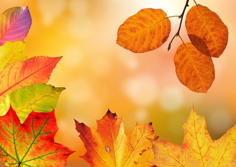 Autumn forest